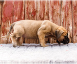 Small #6 Mastiff
