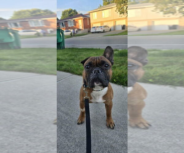 Medium Photo #4 French Bulldog Puppy For Sale in Brights Grove, Ontario, Canada