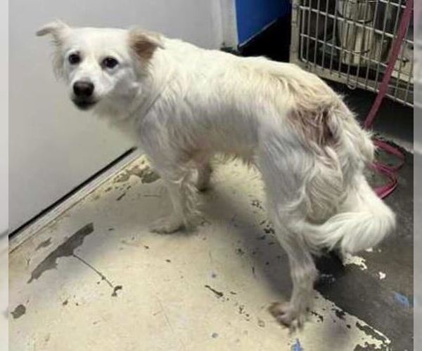 Medium Photo #3 American Eskimo Dog-Unknown Mix Puppy For Sale in Pikesville, MD, USA