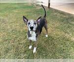 Small German Shepherd Dog Mix