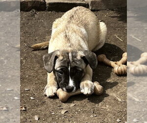 Mutt Dogs for adoption in Pottstown, PA, USA