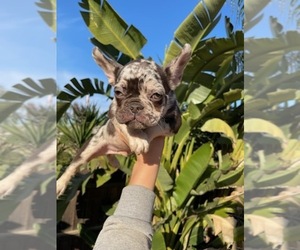 French Bulldog Puppy for Sale in VISALIA, California USA