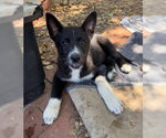Small Border Collie-Siberian Husky Mix