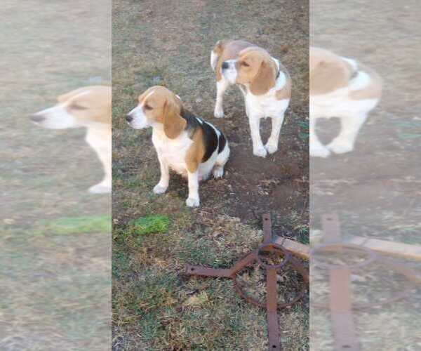 Full screen Photo #1 Beagle Puppy For Sale in Glen Innes, New South Wales, Australia