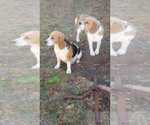 Small Photo #1 Beagle Puppy For Sale in Glen Innes, New South Wales, Australia