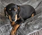 Small #4 Doberman Pinscher Mix