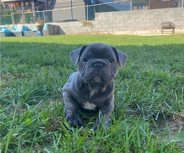 Medium Photo #1 French Bulldog Puppy For Sale in ARBUTUS, MD, USA