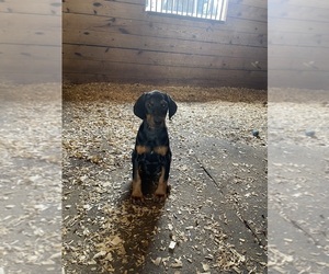 Doberman Pinscher Puppy for Sale in ULYSSES, Pennsylvania USA