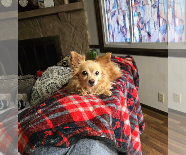Medium Photo #3 Chihuahua Puppy For Sale in Belleuve, NE, USA