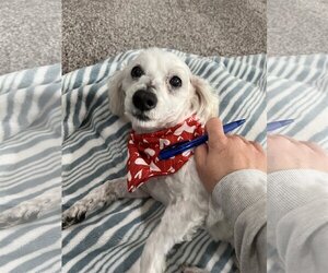 Maltipoo Dogs for adoption in Dana Point, CA, USA