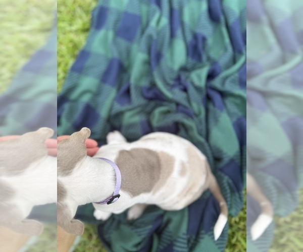 Medium Photo #12 Catahoula Leopard Dog Puppy For Sale in KEITHVILLE, LA, USA