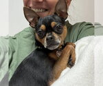 Small Photo #2 Chipin Puppy For Sale in Spring Lake, NC, USA