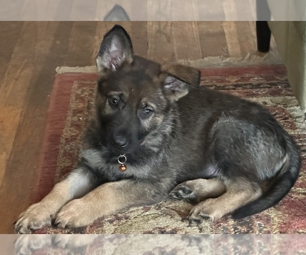 Medium Photo #4 German Shepherd Dog Puppy For Sale in PERKINSVILLE, VT, USA