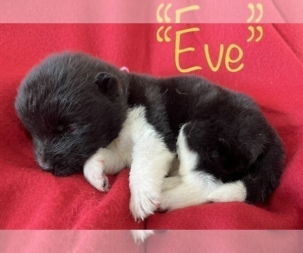 Medium Photo #3 Akita Puppy For Sale in BIRON, WI, USA