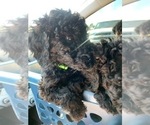 Small Photo #2 Goldendoodle Puppy For Sale in SUMTER, SC, USA