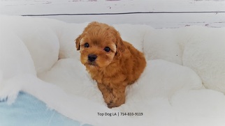 Poodle (Toy) Puppy for sale in LA MIRADA, CA, USA