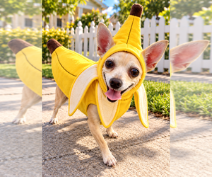 Tennessee - Female Chihuahua Dog for Adoption - Photo #5