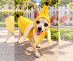 Small Photo #5 Chihuahua Puppy For Sale in oakland, FL, USA