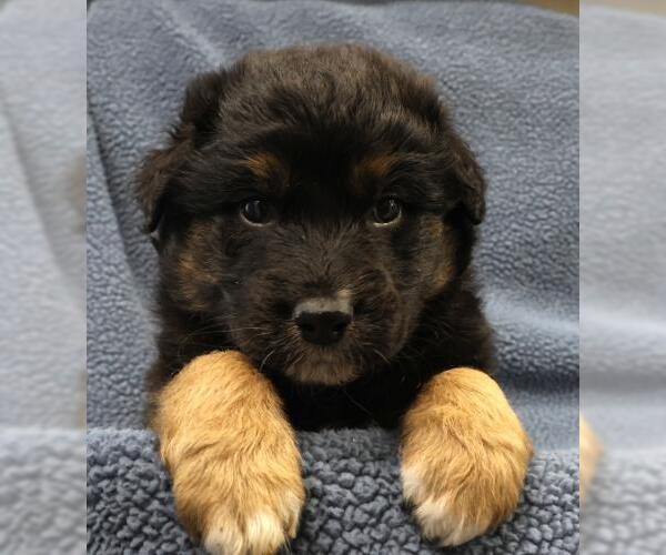 Medium Photo #1 Mutt Puppy For Sale in Thief River Falls, MN, USA
