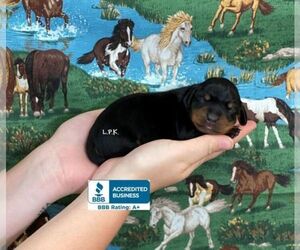 Dachshund Puppy for sale in WINNSBORO, LA, USA