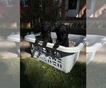 Small #5 Poodle (Standard)