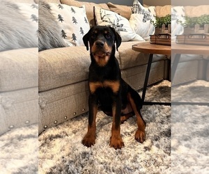 Rottweiler Puppy for sale in GREENWOOD, IN, USA
