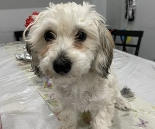 Medium Photo #1 Maltipoo (Miniature) Puppy For Sale in PALMDALE, CA, USA