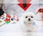 Small Photo #4 Maltese Puppy For Sale in HILO, HI, USA