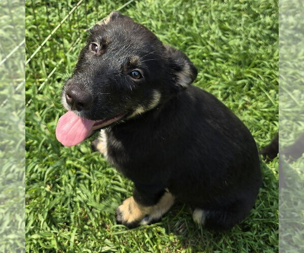 Medium Photo #11 German Shepherd Dog-Unknown Mix Puppy For Sale in Minneapolis, MN, USA