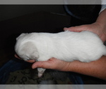 Small Photo #8 Coton de Tulear Puppy For Sale in COLUMBIA, MO, USA