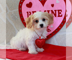 Small Photo #1 Cavachon Puppy For Sale in GORDONVILLE, PA, USA