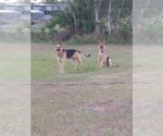 Small Photo #4 German Shepherd Dog Puppy For Sale in INEZ, TX, USA