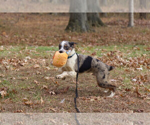 Medium Photo #6 Mutt Puppy For Sale in Garden City, NY, USA