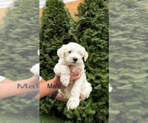 Maltipoo (Toy) Puppy for sale in PORTLAND, OR, USA