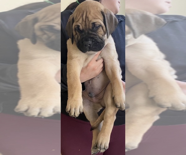 Medium Photo #3 Bullmastiff Puppy For Sale in COLUMBUS, GA, USA