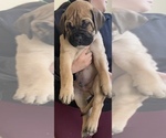 Small Photo #3 Bullmastiff Puppy For Sale in COLUMBUS, GA, USA