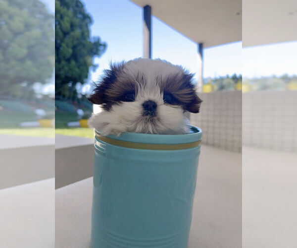 Medium Photo #4 Shih Tzu Puppy For Sale in MONTCLAIR, CA, USA