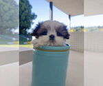 Small Photo #4 Shih Tzu Puppy For Sale in MONTCLAIR, CA, USA