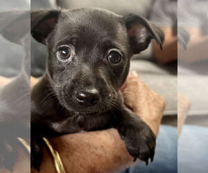 Chihuahua-Unknown Mix Dogs for adoption in Jefferson, NJ, USA