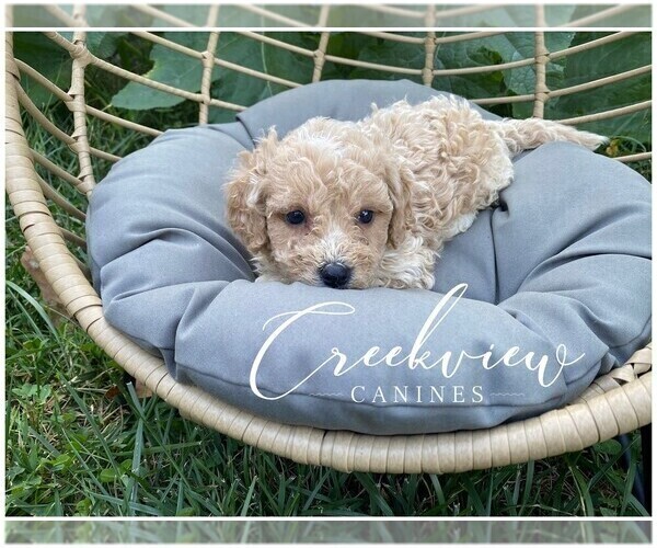 Medium Photo #6 Poochon Puppy For Sale in NIANGUA, MO, USA