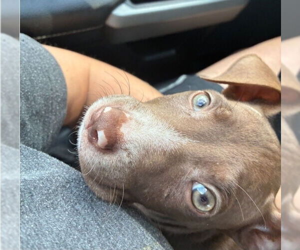 Medium Photo #2 American Pit Bull Terrier-Labrador Retriever Mix Puppy For Sale in Lakewood, CO, USA