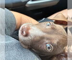 Small #1 American Pit Bull Terrier-Labrador Retriever Mix