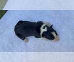 Small Photo #15 Border Collie Puppy For Sale in MOSIER, OR, USA
