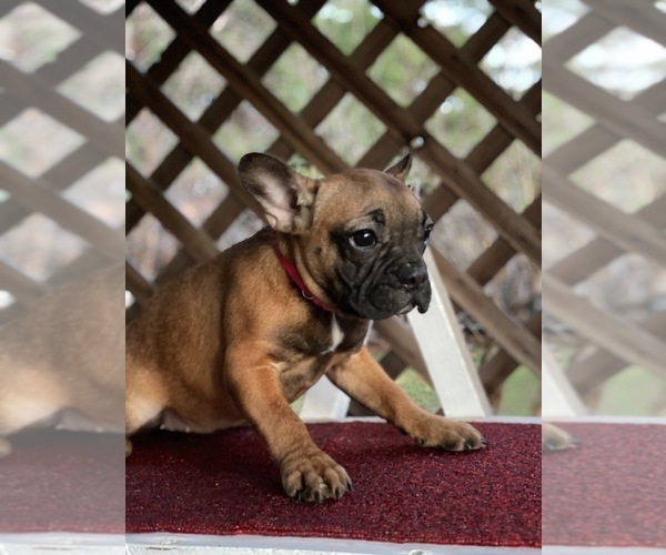 Medium Photo #7 French Bulldog Puppy For Sale in SACRAMENTO, CA, USA