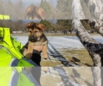 Small Photo #8 German Shepherd Dog Puppy For Sale in BRAINERD, MN, USA