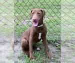 Small Labrador Retriever Mix