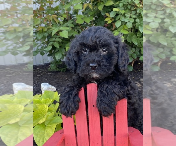 Medium Photo #2 Lhasa-Poo Puppy For Sale in CANOGA, NY, USA