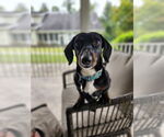 Small Dachshund