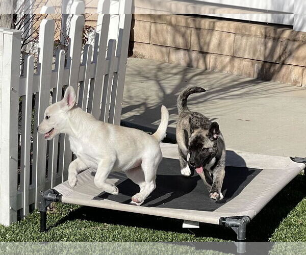 Medium Photo #18 Siberian Husky-Unknown Mix Puppy For Sale in La Verne, CA, USA