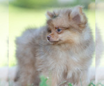 Small #12 Pomeranian